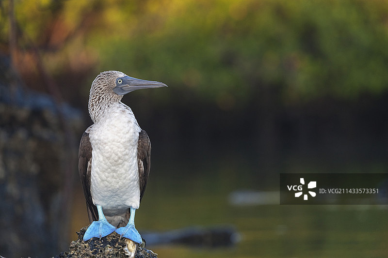 蓝脚鲣鸟图片素材