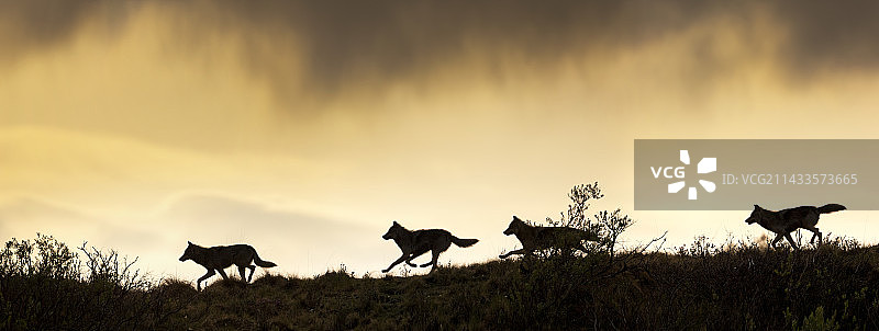 灰狼在山脊线上奔跑的全景图片素材