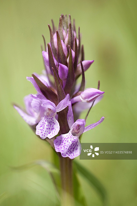 常见斑点兰图片素材