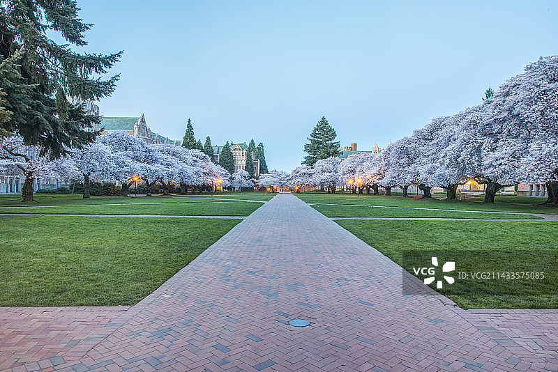 华盛顿大学四合院黎明景色图片素材