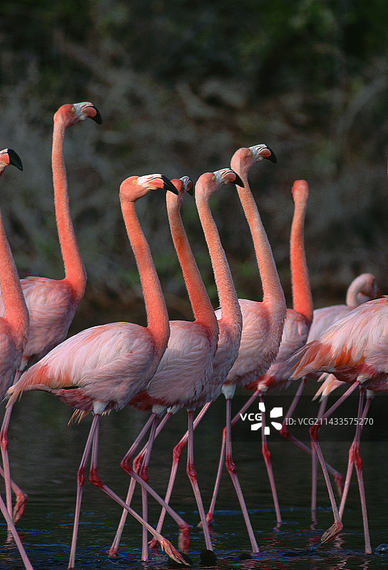 美洲红鹳图片素材