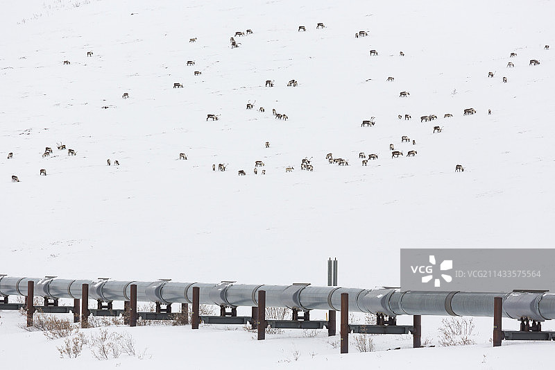阿拉斯加输油管道旁的驯鹿图片素材