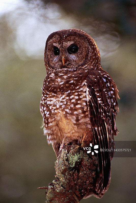 斑点林鸮图片素材