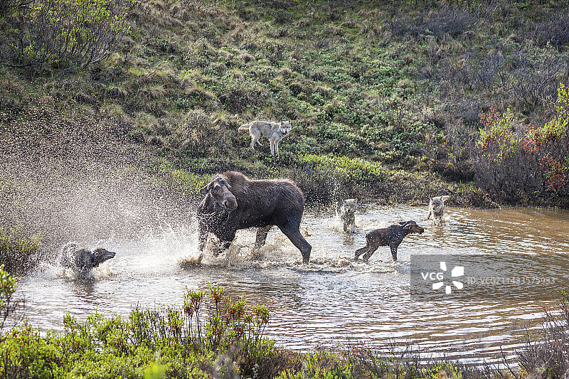 狼群包围并攻击母驼鹿和小驼鹿图片素材