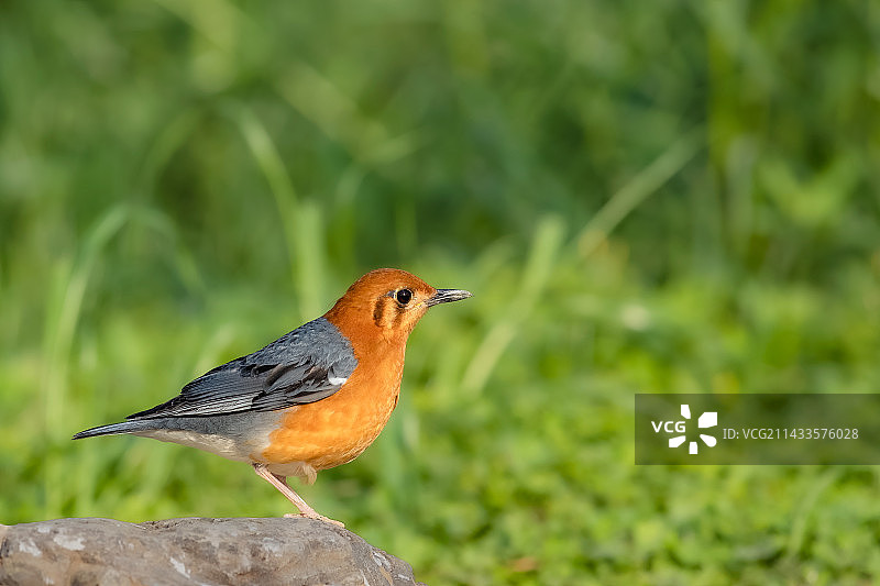 橙头地鸫图片素材