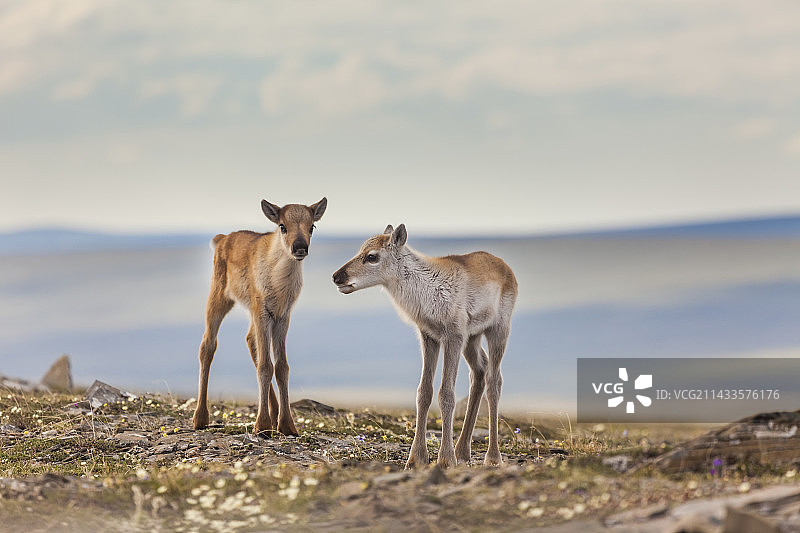 小驯鹿图片素材