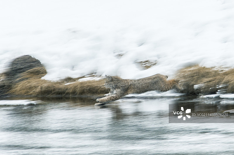 山猫跳入河中图片素材