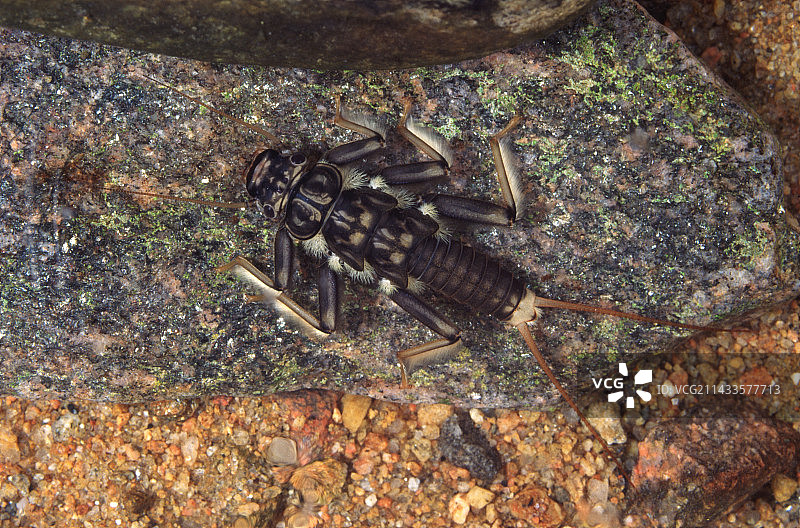 溪流中的石蝇若虫图片素材