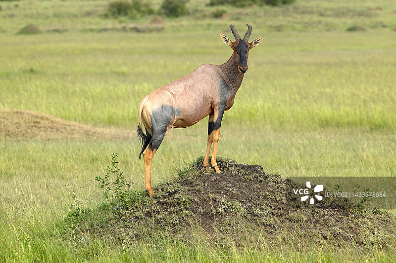马赛马拉国家保护区小丘上的非洲大羚羊图片素材
