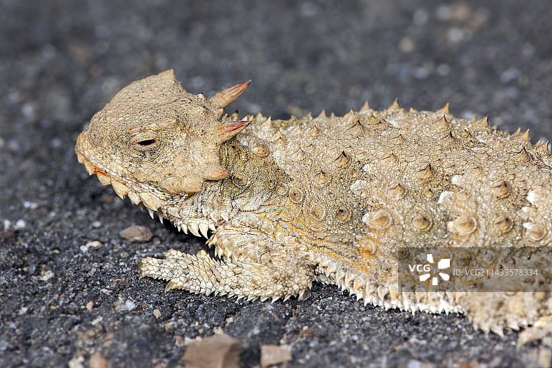 加州角蜥图片素材
