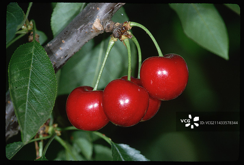 樱桃树上的冰樱桃图片素材