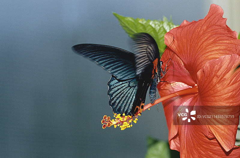 大帛斑蝶栖息在花朵上图片素材