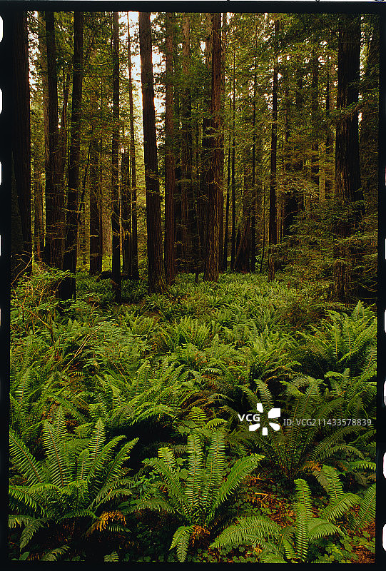 红杉林中的蕨类植物图片素材