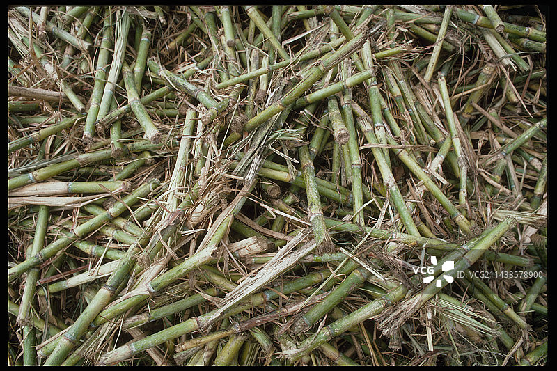 收获的甘蔗图片素材