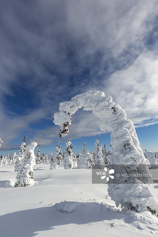 雪覆盖的云杉树图片素材