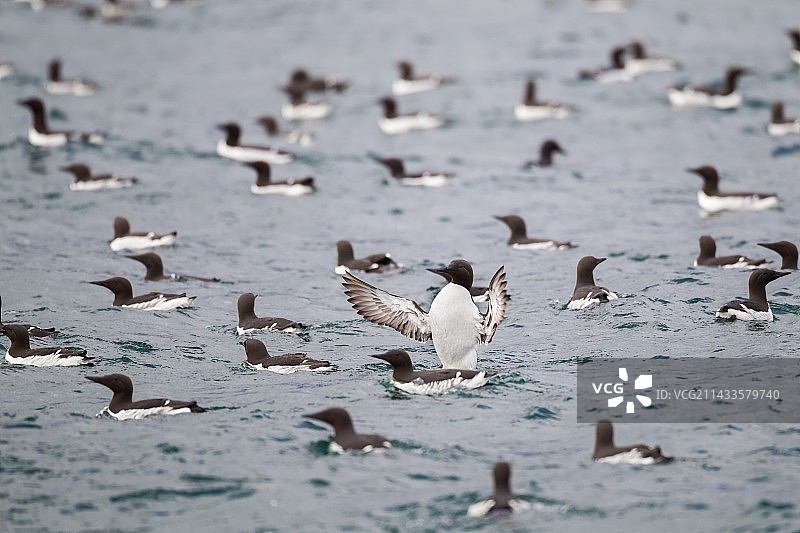 普通海鸦图片素材