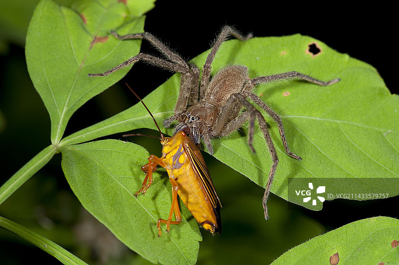 猎人蛛图片素材