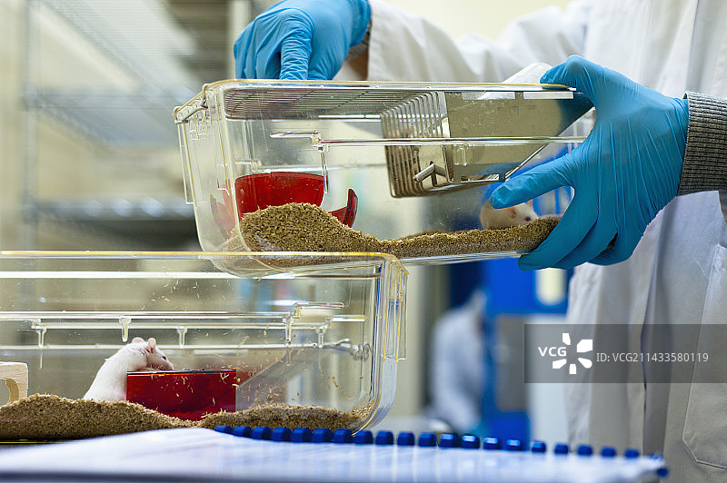 实验室技术员手持装有老鼠的笼子图片素材