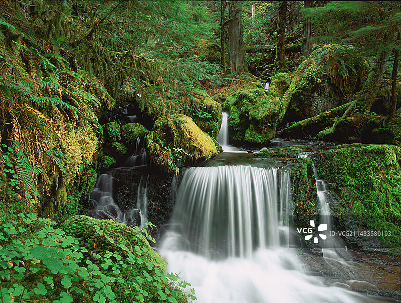 威拉米特国家森林的白水溪瀑布图片素材