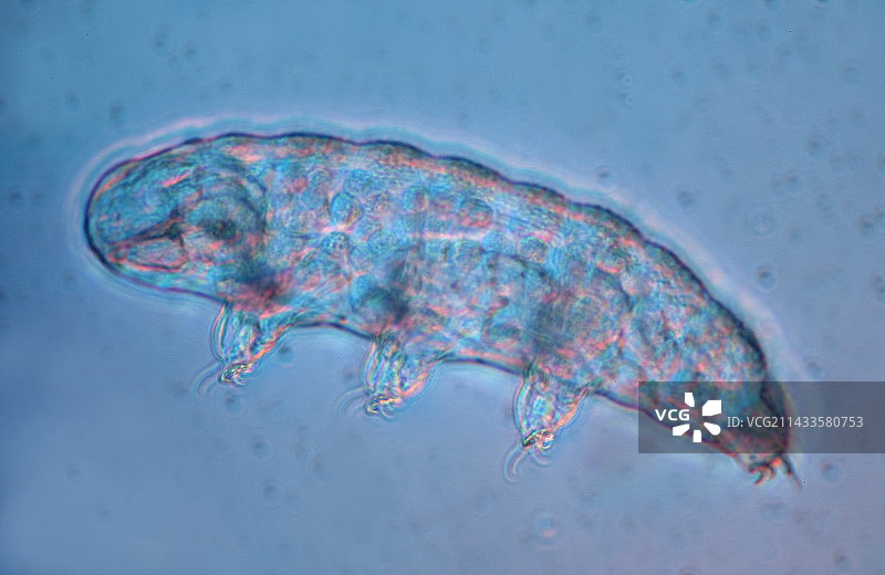 水熊虫，缓步动物门，淡水，蓝色背景图片素材