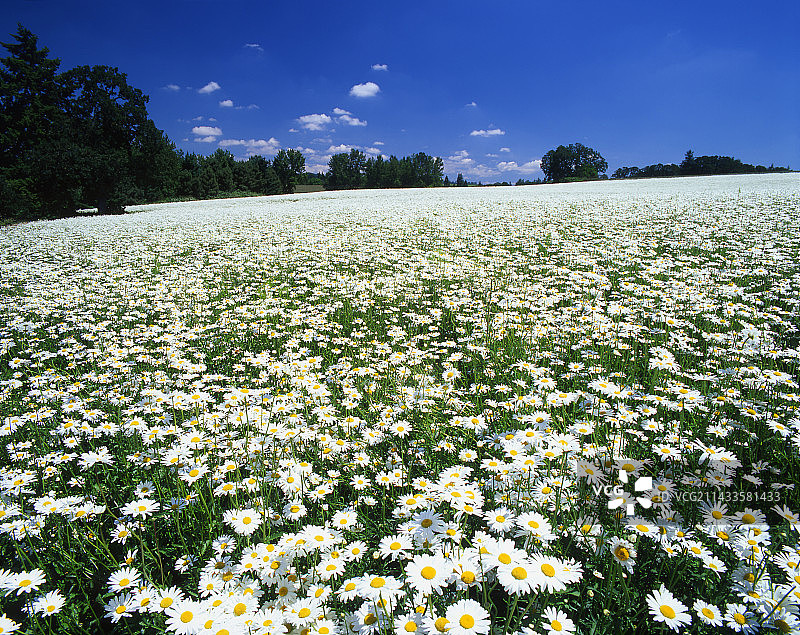 为种子种植的牛眼雏菊图片素材