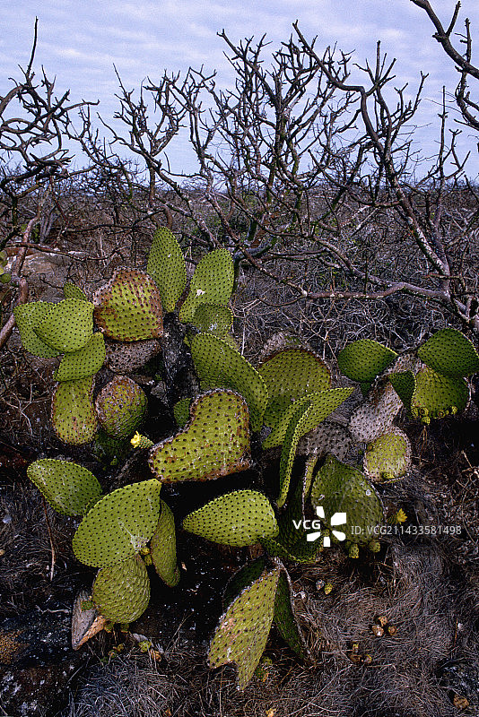 加拉帕戈斯群岛，西摩岛的仙人掌图片素材