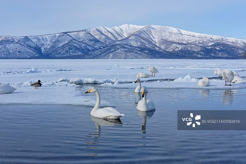 北海道屈斜路湖天鹅图片素材