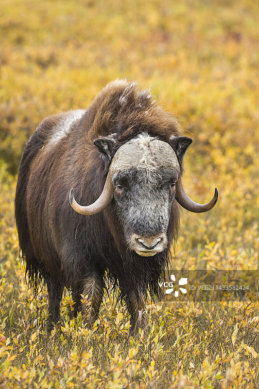 秋季苔原上的麝牛图片素材