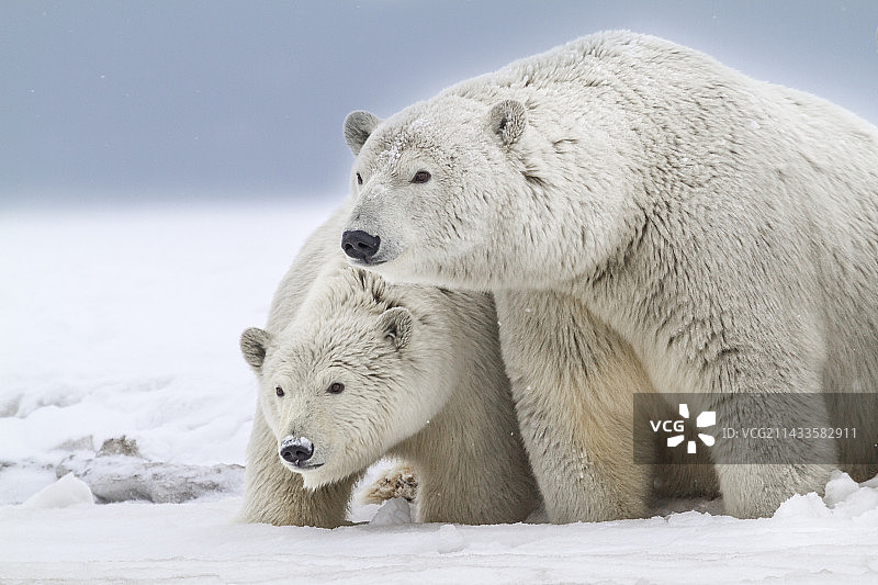 北极熊母子图片素材