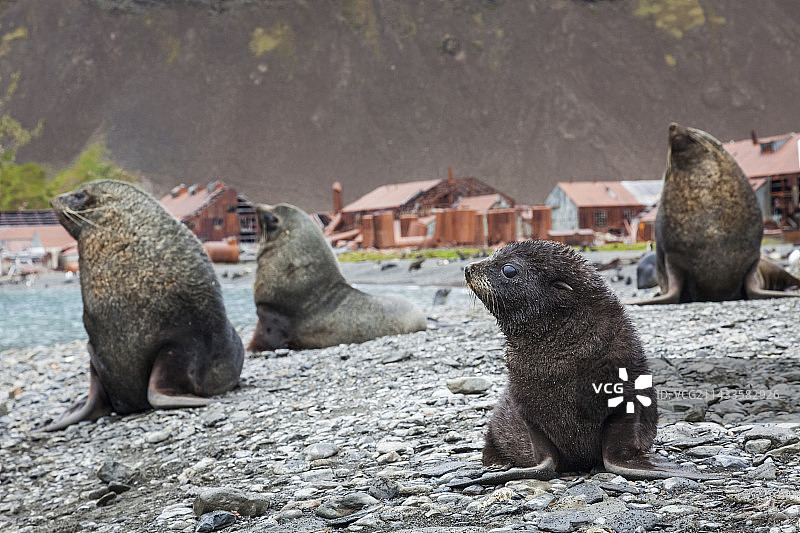 海滩上的南极毛皮海狮图片素材