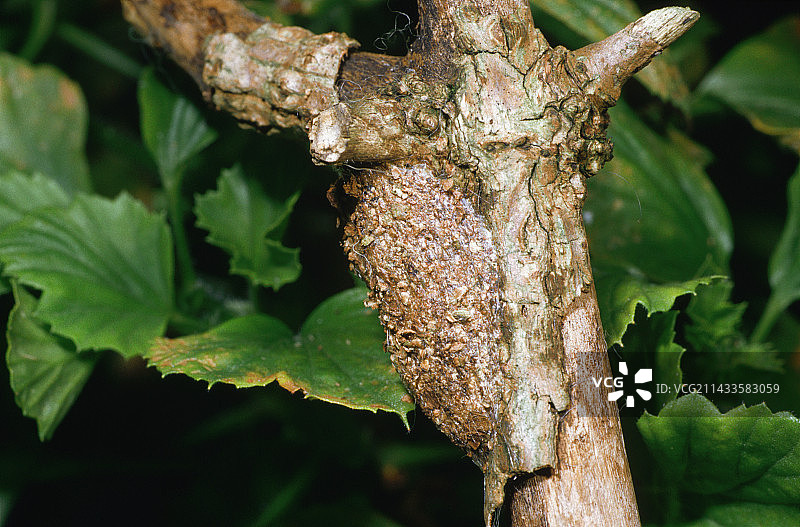 猫头鹰蛾化蛹图片素材