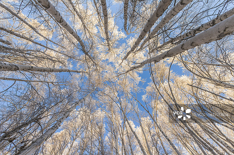 冬季阿拉斯加桦树上的霜冻图片素材