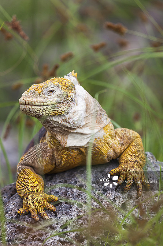 陆地鬣蜥图片素材