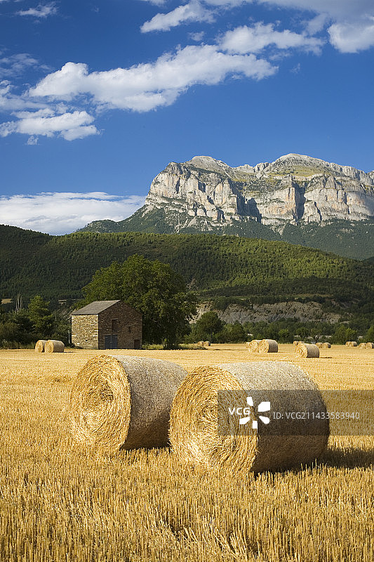 田野里的干草捆图片素材