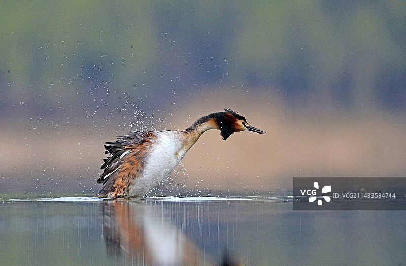 凤头鸊鷉图片素材