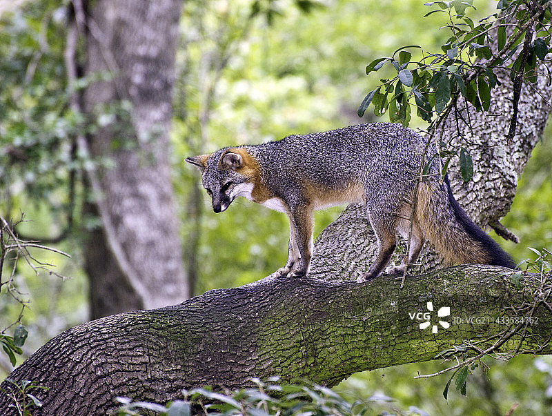 灰色狐狸图片素材