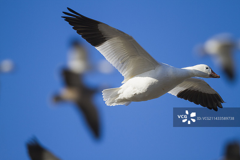 秋季迁徙图片素材