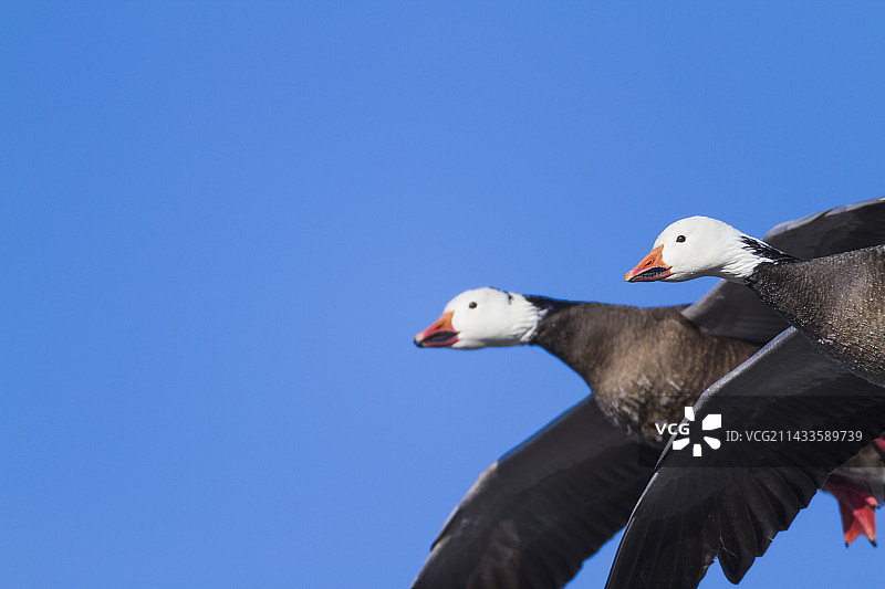 秋季迁徙图片素材