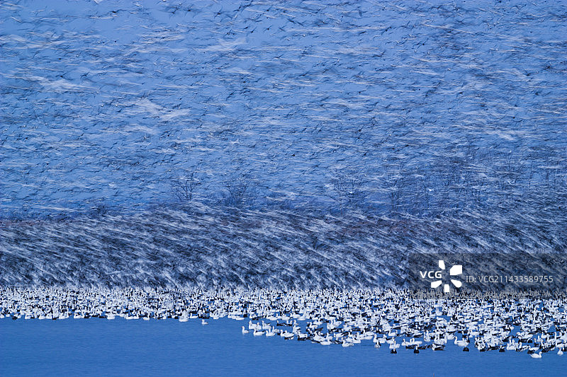 暮光雪雁模糊图片素材