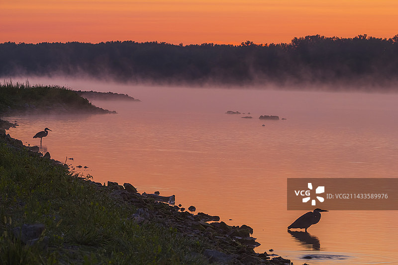 蓝色苍鹭蒸汽图片素材