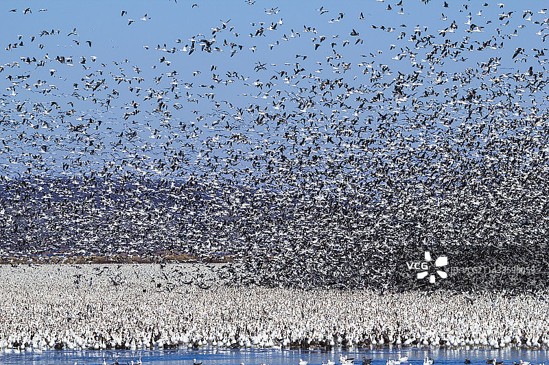 雪雁迁徙图片素材