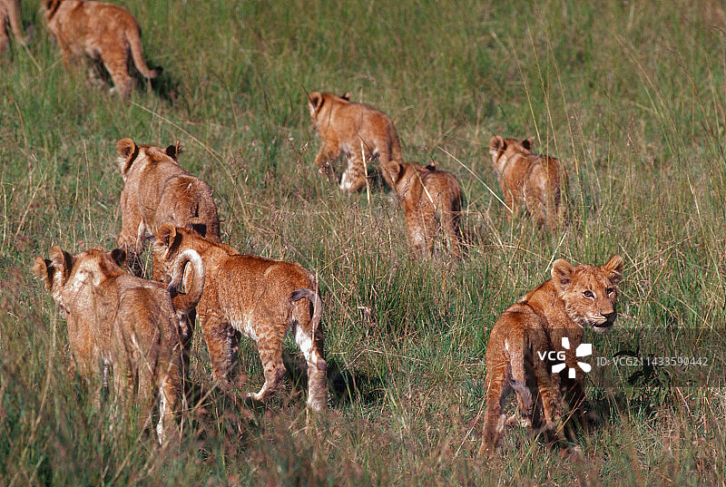 骄傲的幼狮图片素材