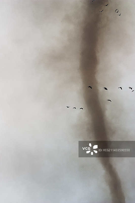 火魔和雪雁图片素材