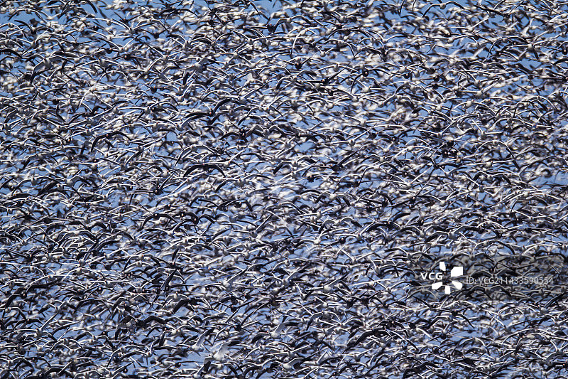 秋季迁徙图片素材