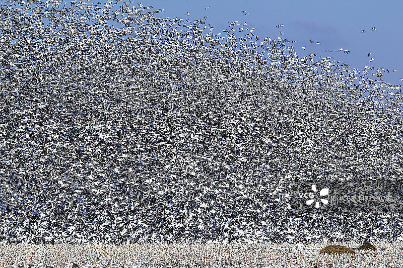 雪雁迁徙图片素材