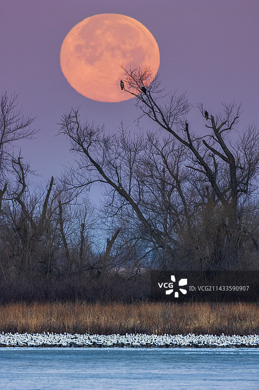 老鹰与月亮图片素材