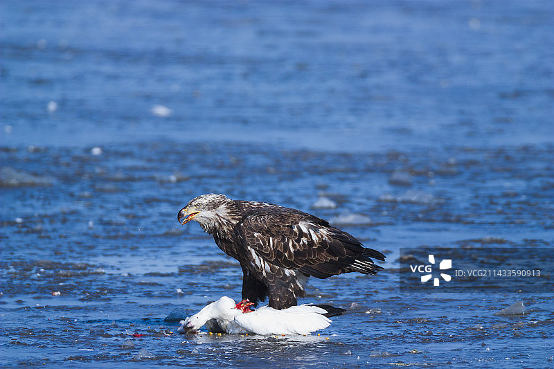 秃鹰与雪雁图片素材