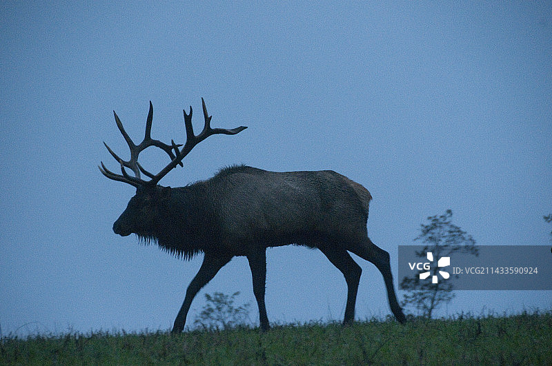 田纳西州露天矿复垦区重新引入的麋鹿图片素材