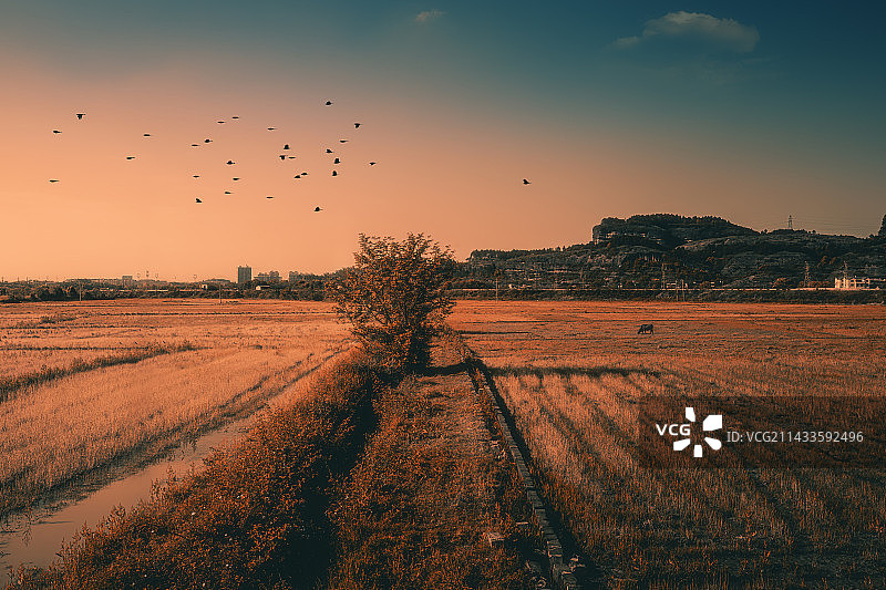 秋收后的田野图片素材