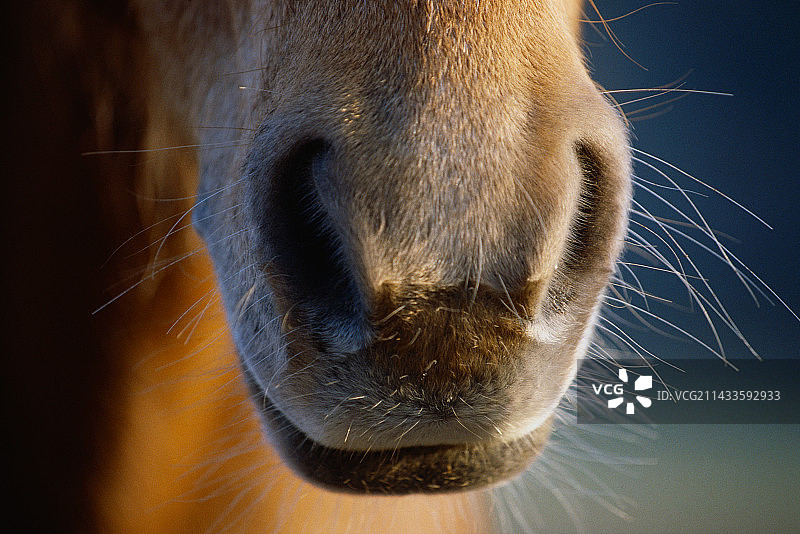 马的嘴和鼻孔图片素材